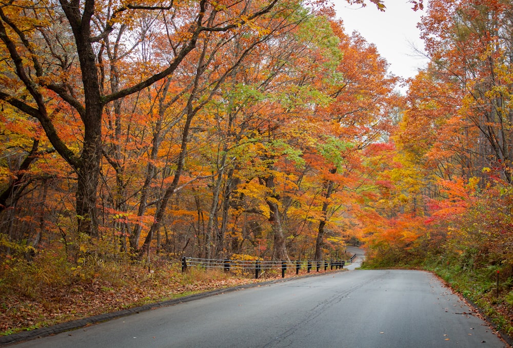 an empty road surrounded by trees in the fall