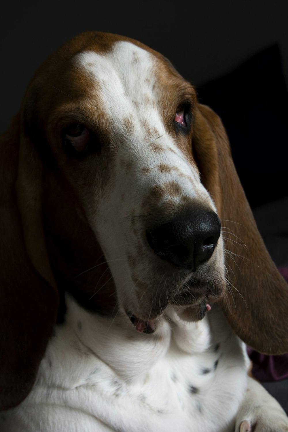 a brown and white dog laying on top of a bed