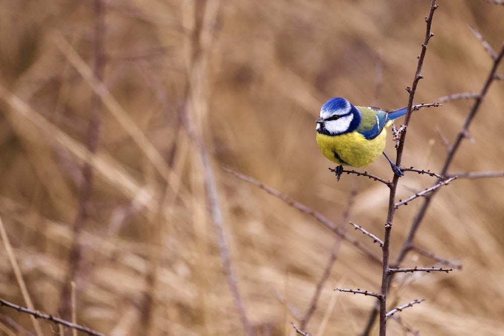 a blue and yellow bird sitting on a tree branch