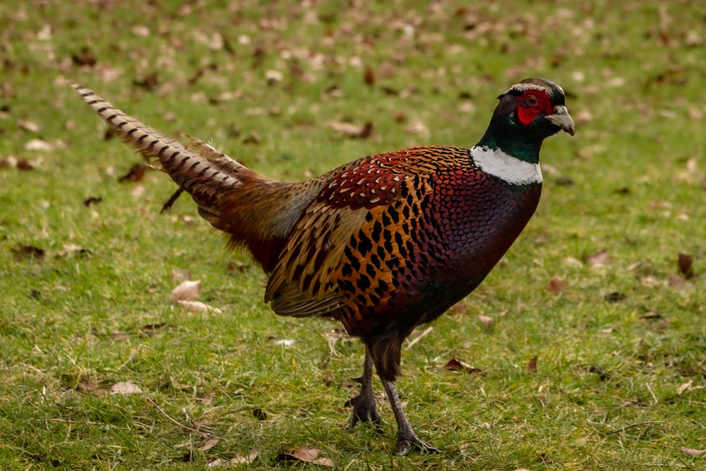 a pheasant standing in a field of green grass