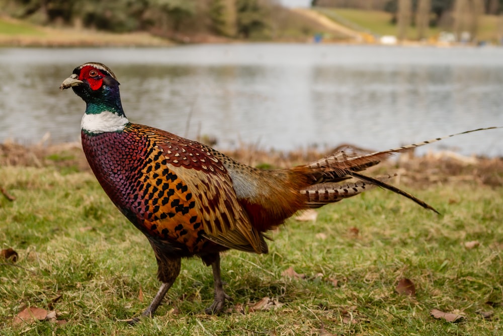 a pheasant standing in the grass near a body of water