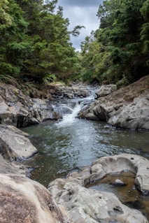 a river running through a lush green forest