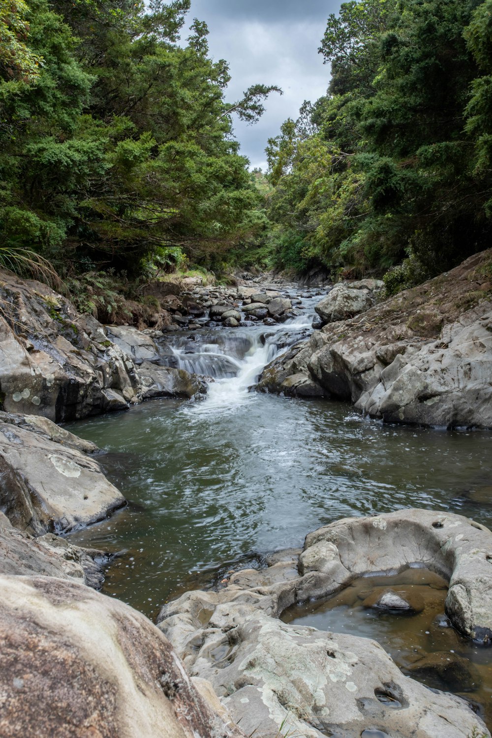 a river running through a lush green forest