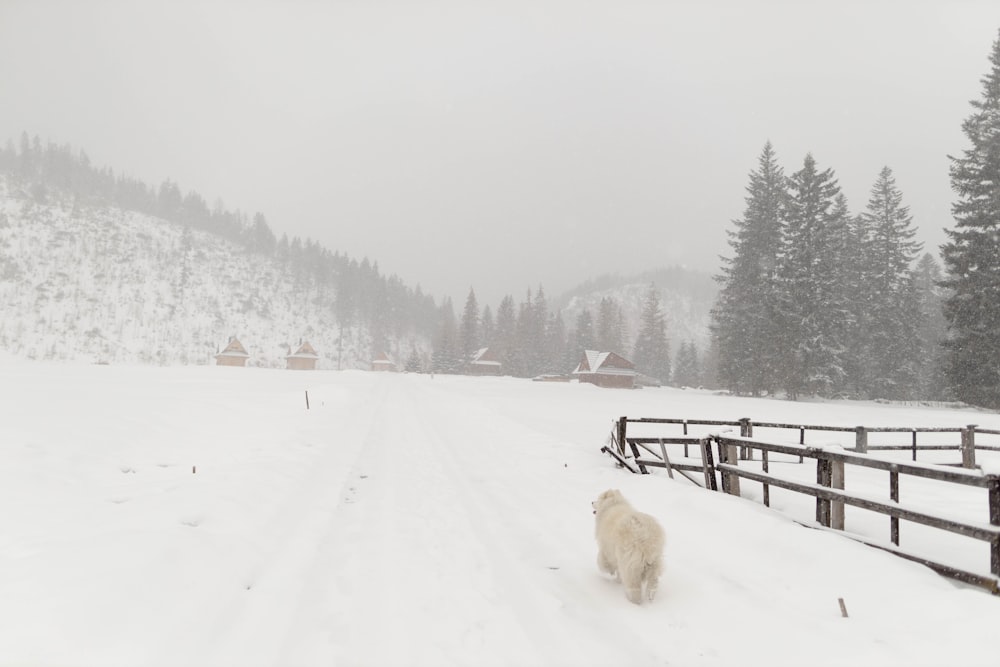 a white dog walking across a snow covered road