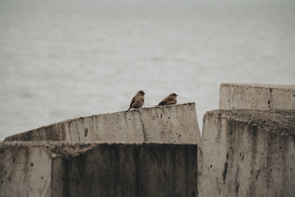 two small birds perched on a concrete structure