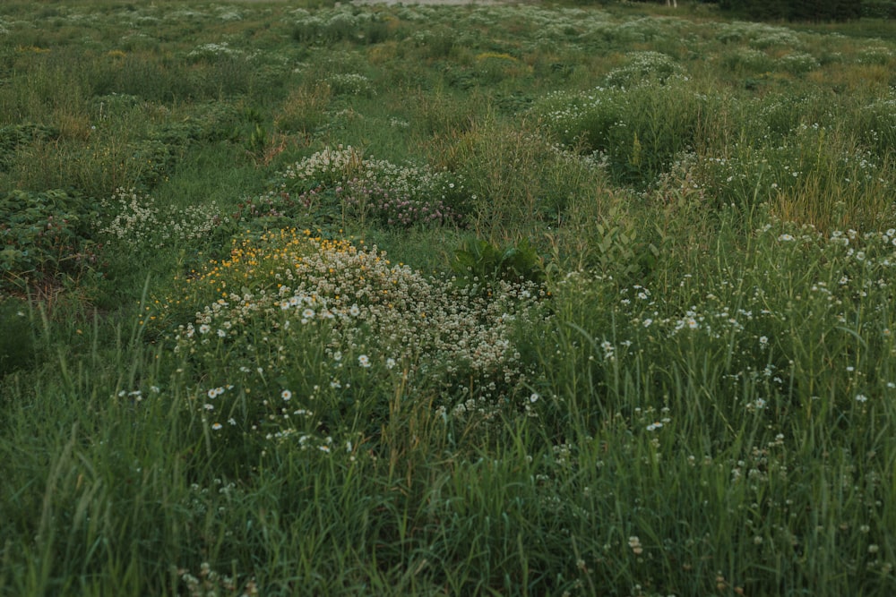 a field of grass and wildflowers with a house in the background