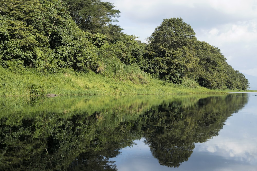 a body of water surrounded by lush green trees