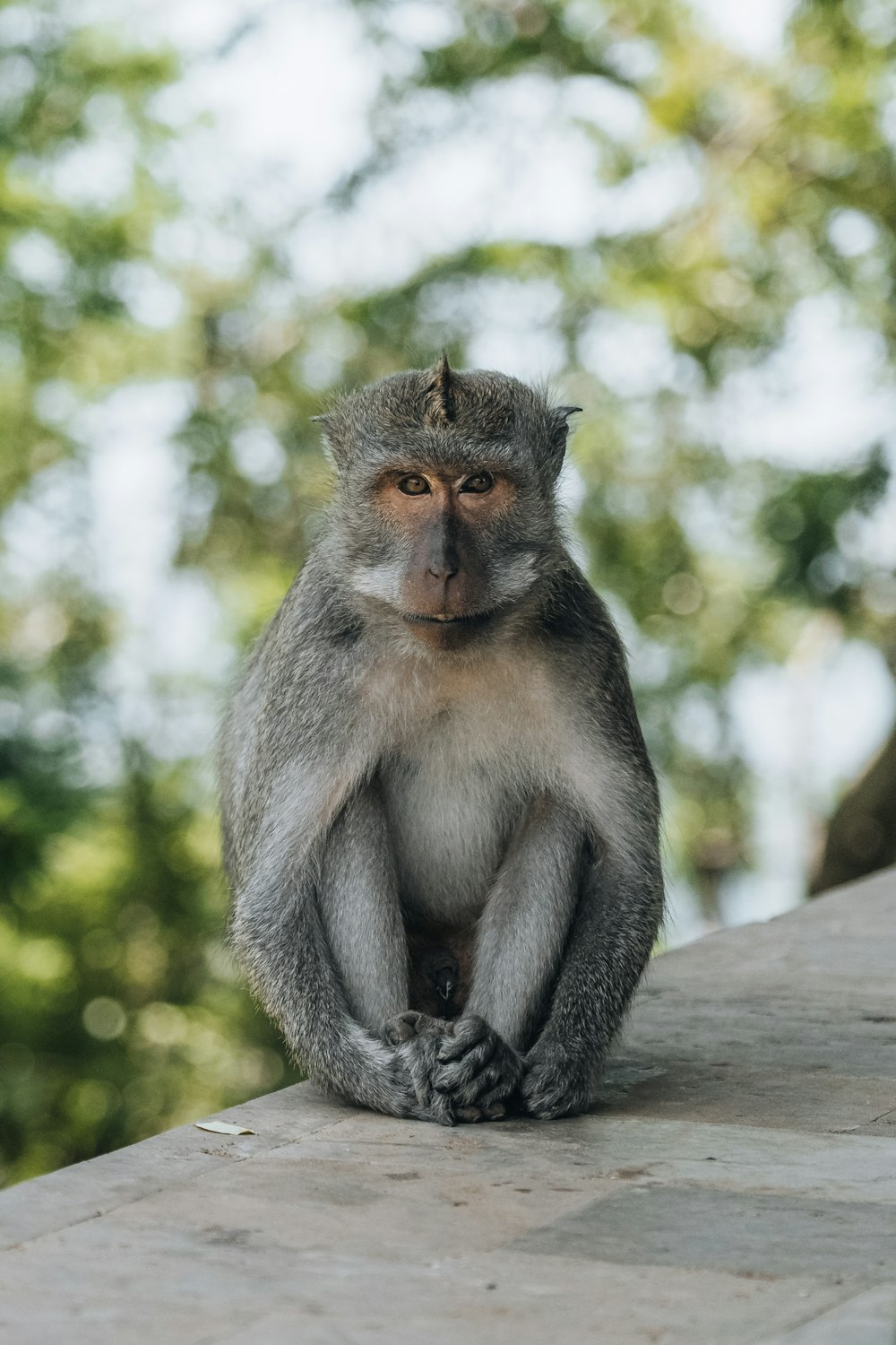 a monkey sitting on a ledge with trees in the background