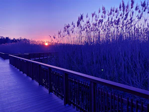 A serene outdoor boardwalk winding through lush greenery at sunset.