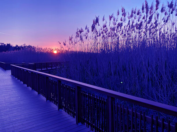 A serene outdoor boardwalk winding through lush greenery at sunset.