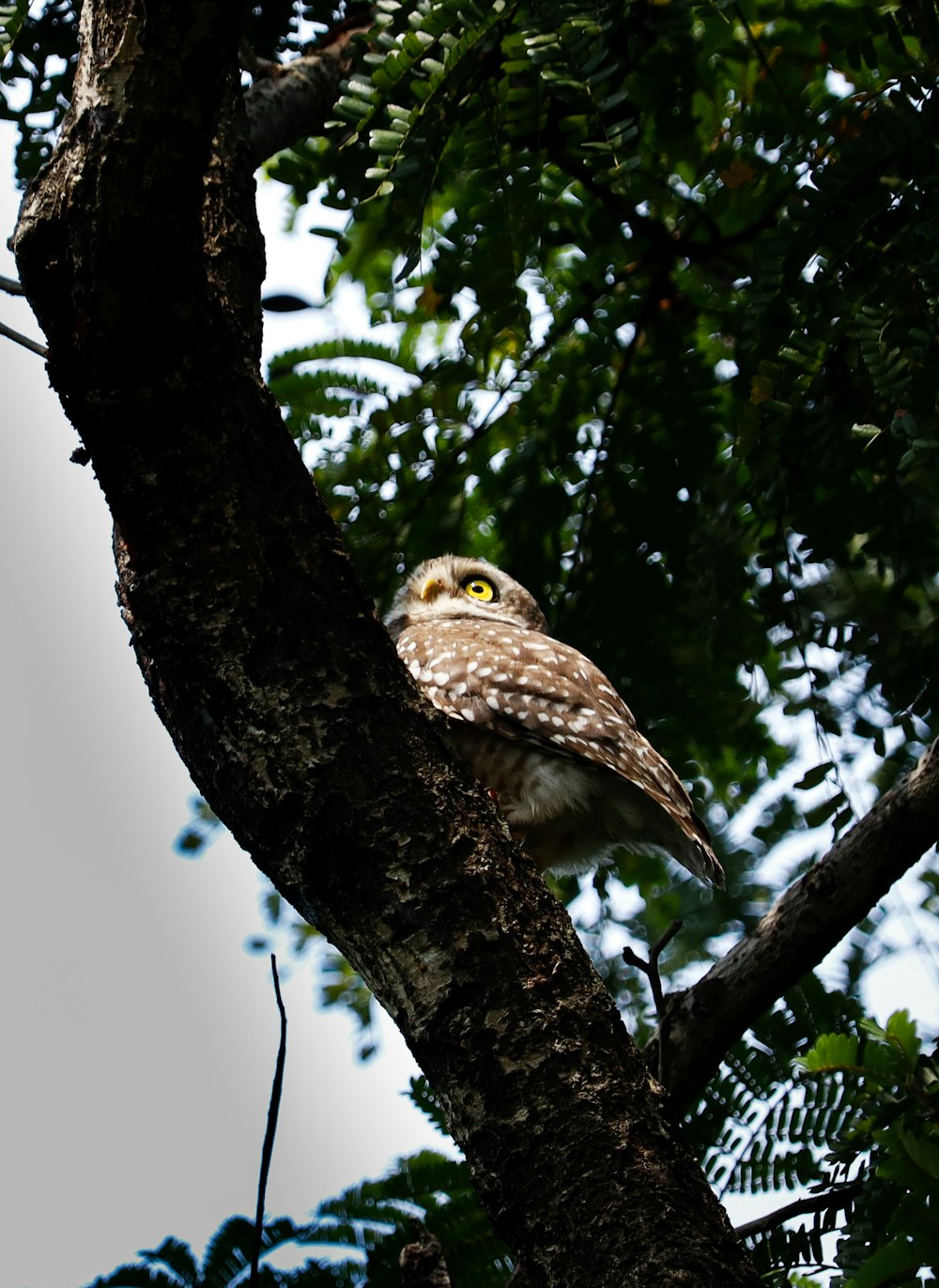 an owl is perched on a tree branch