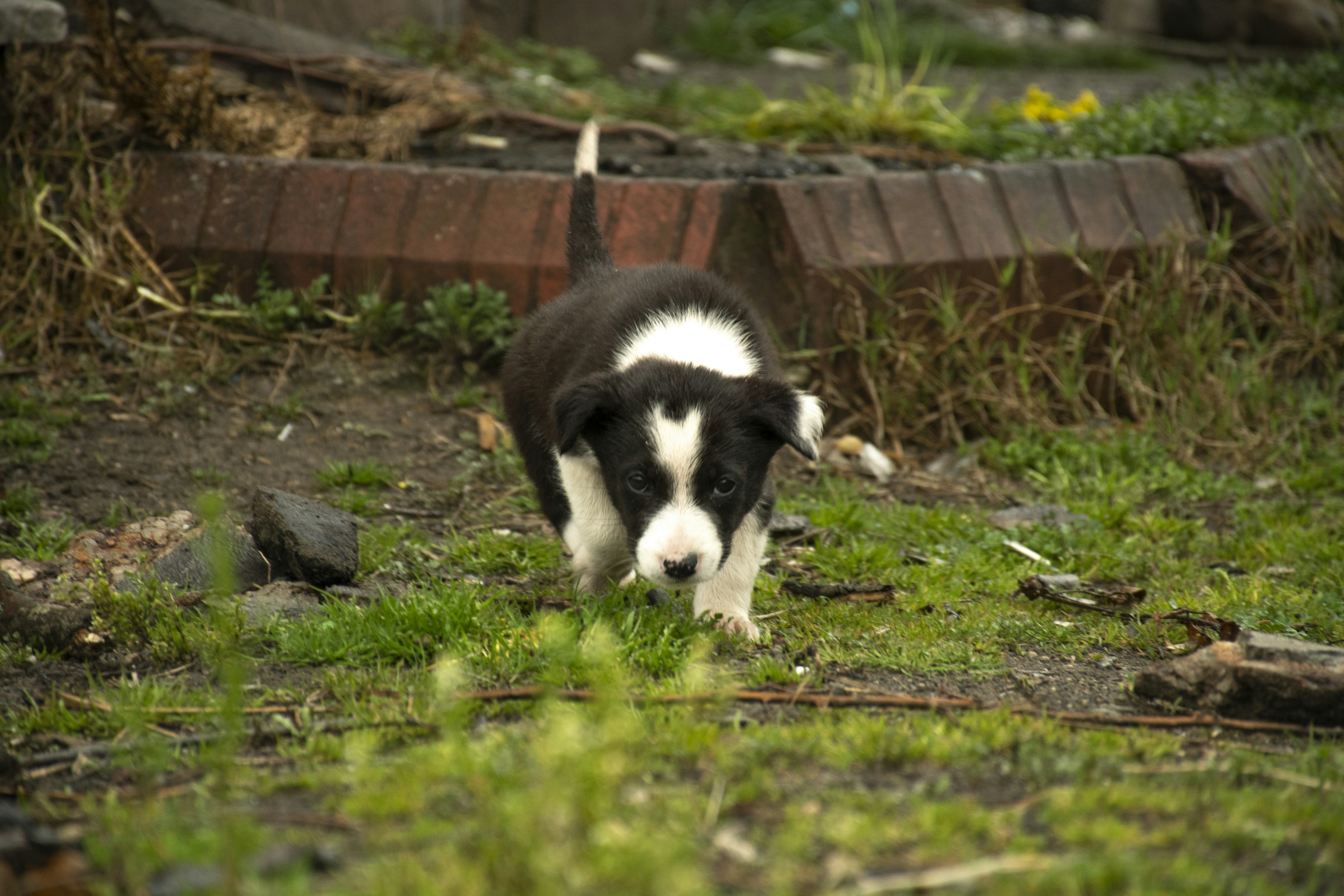Artificial Grass for Dogs