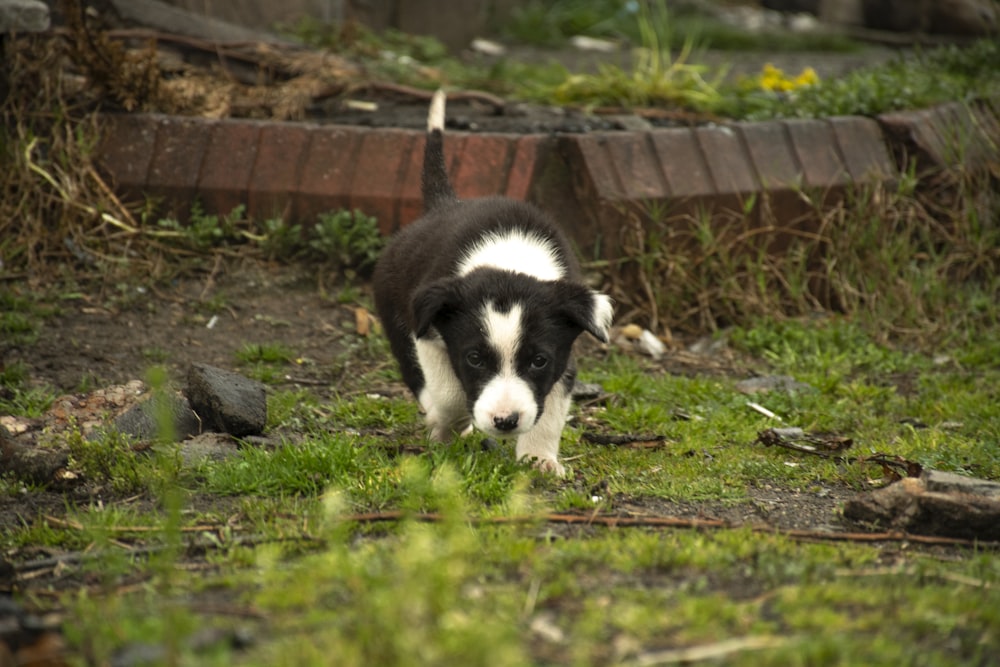 a black and white dog standing on top of a lush green field