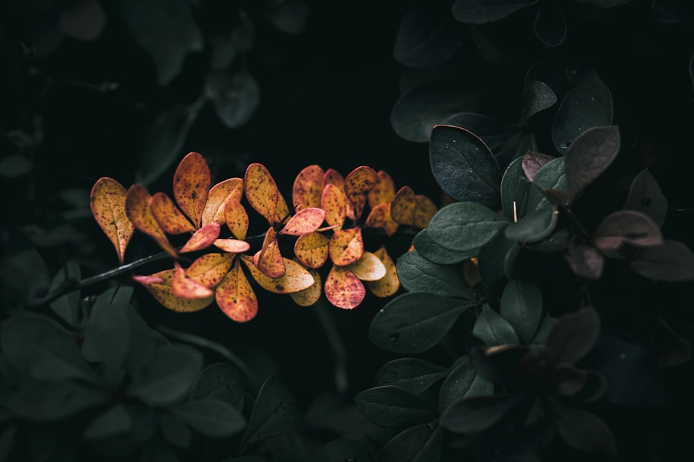 a close up of a flower on a tree