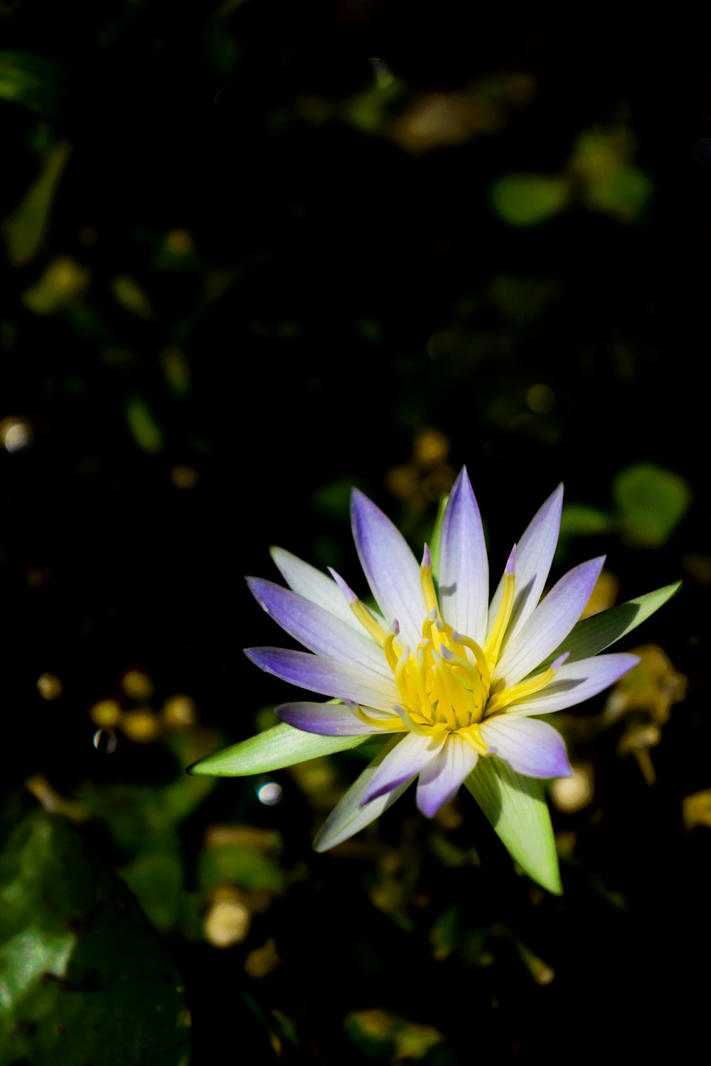 a purple and white flower floating on top of water