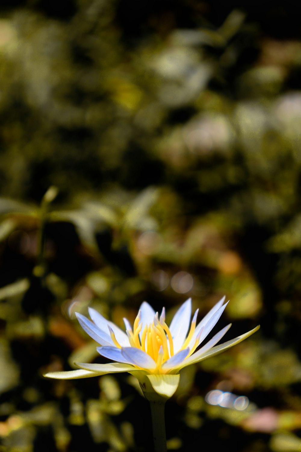 a blue and yellow water lily in a pond