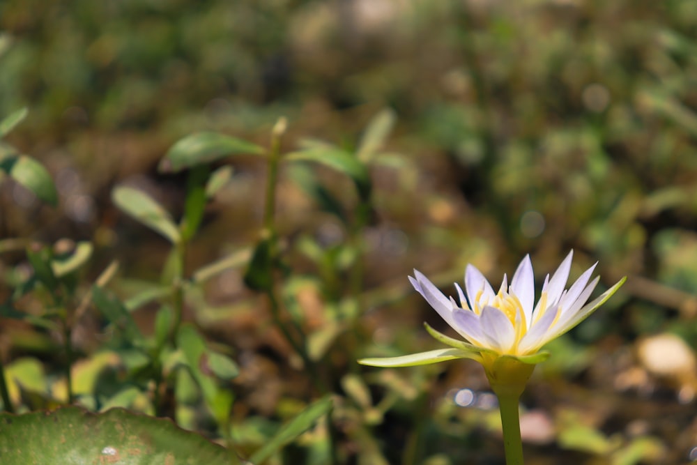 a white flower with a yellow center in a field