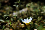 a small white flower in the middle of a field