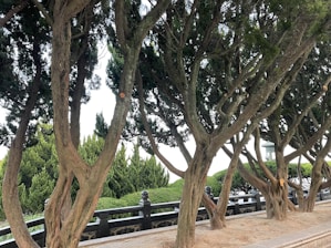 A row of tall, slender trees with twisting trunks stands on a dirt-covered strip next to a decorative black railing. The trees have dense, dark green foliage that contrasts with the lighter green of the trimmed hedges and bushes in the background. A lamppost is visible near the edge of the scene, adding an element of architecture.