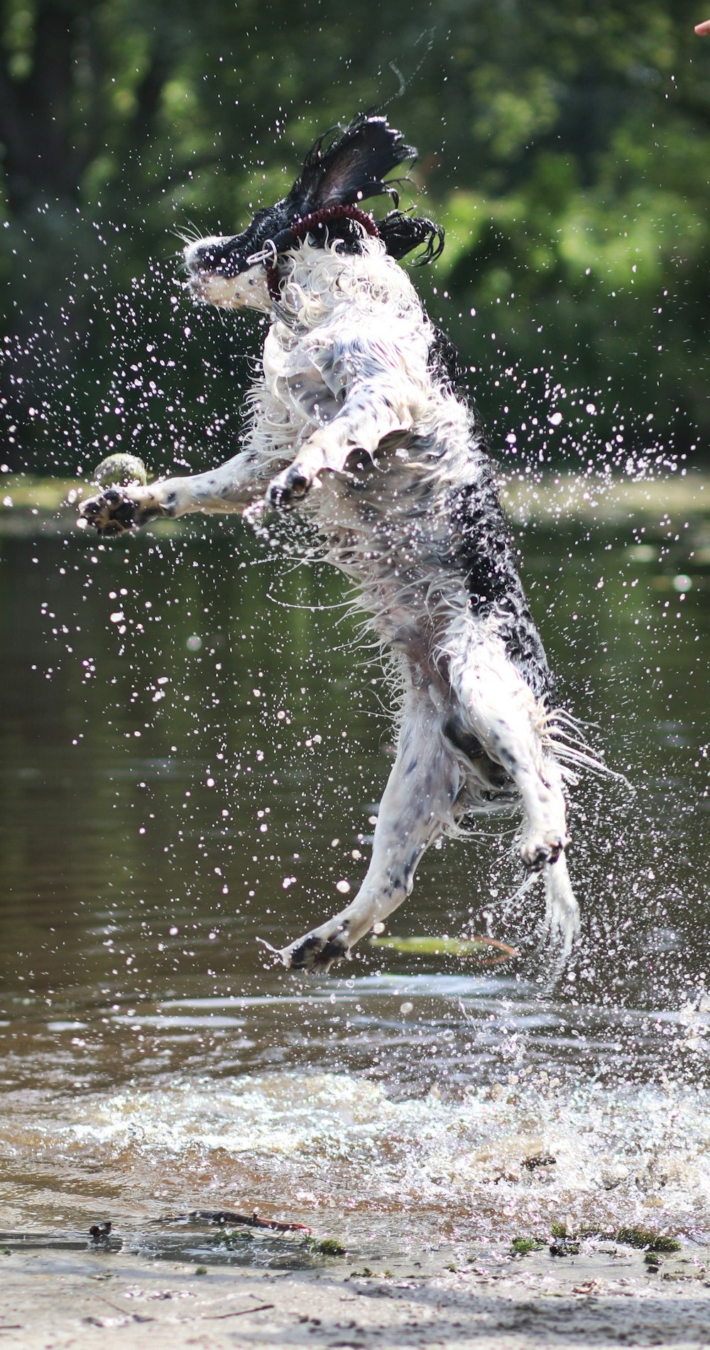 a dog jumping in the air to catch a frisbee