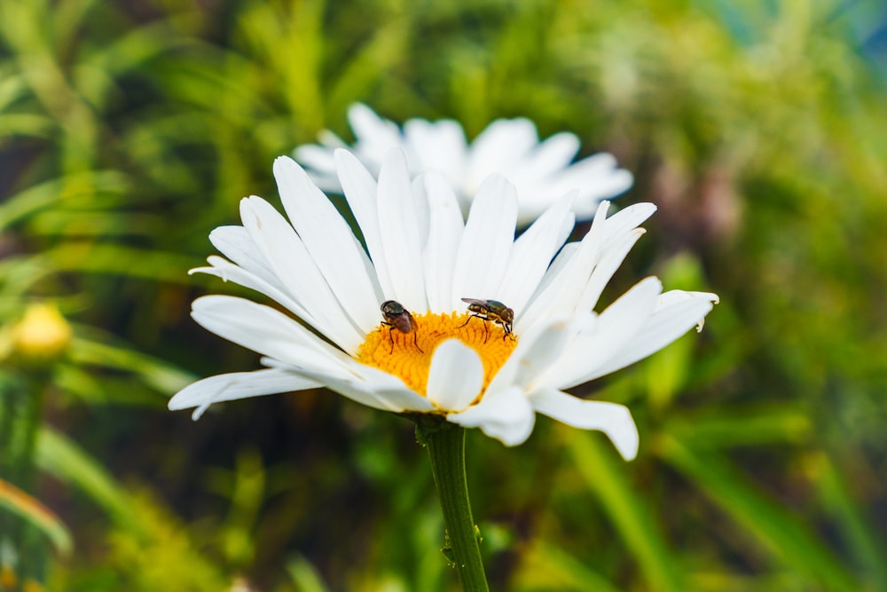 two bees sitting on a white flower in a field