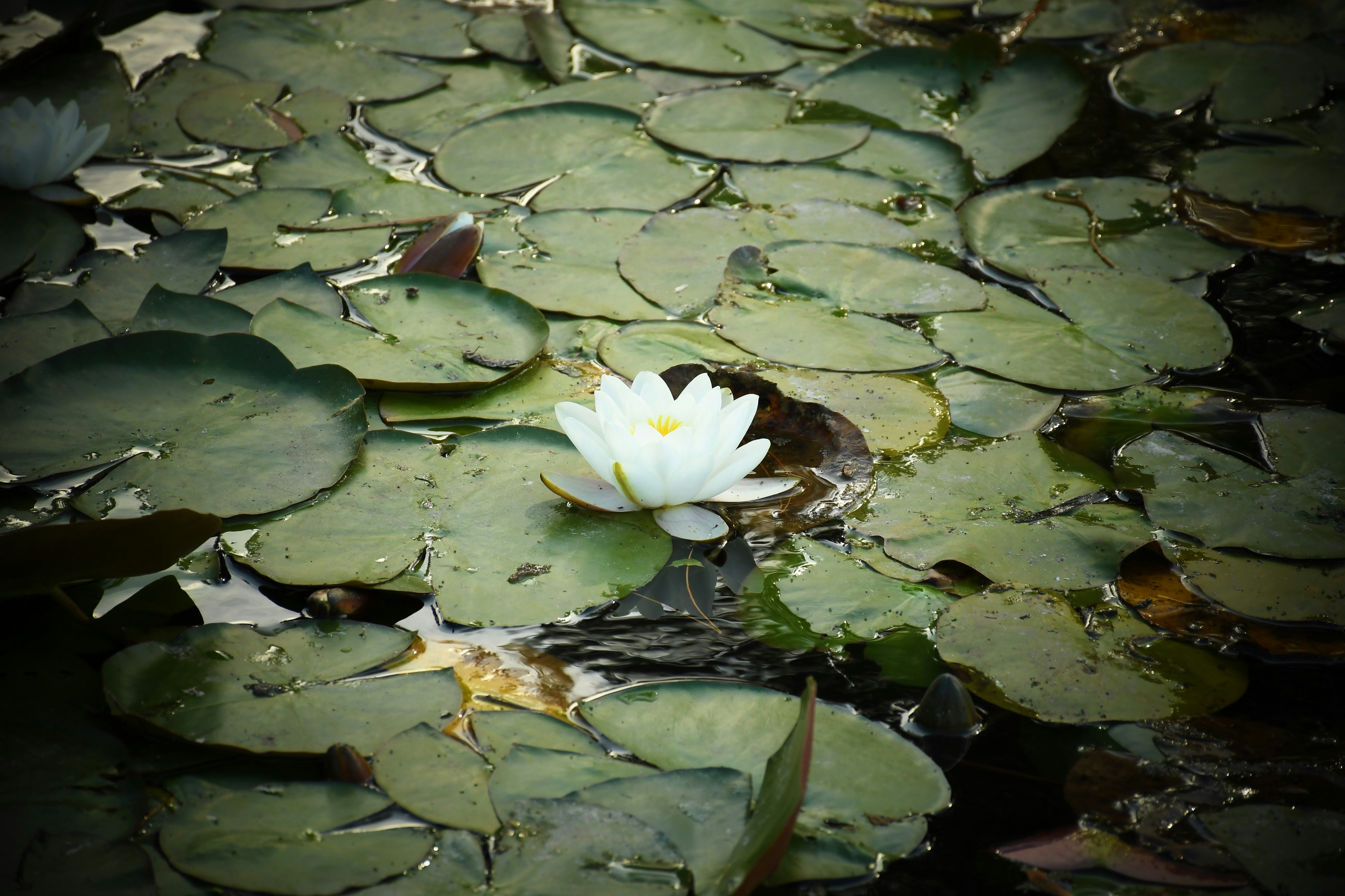 Photo by raponchi404