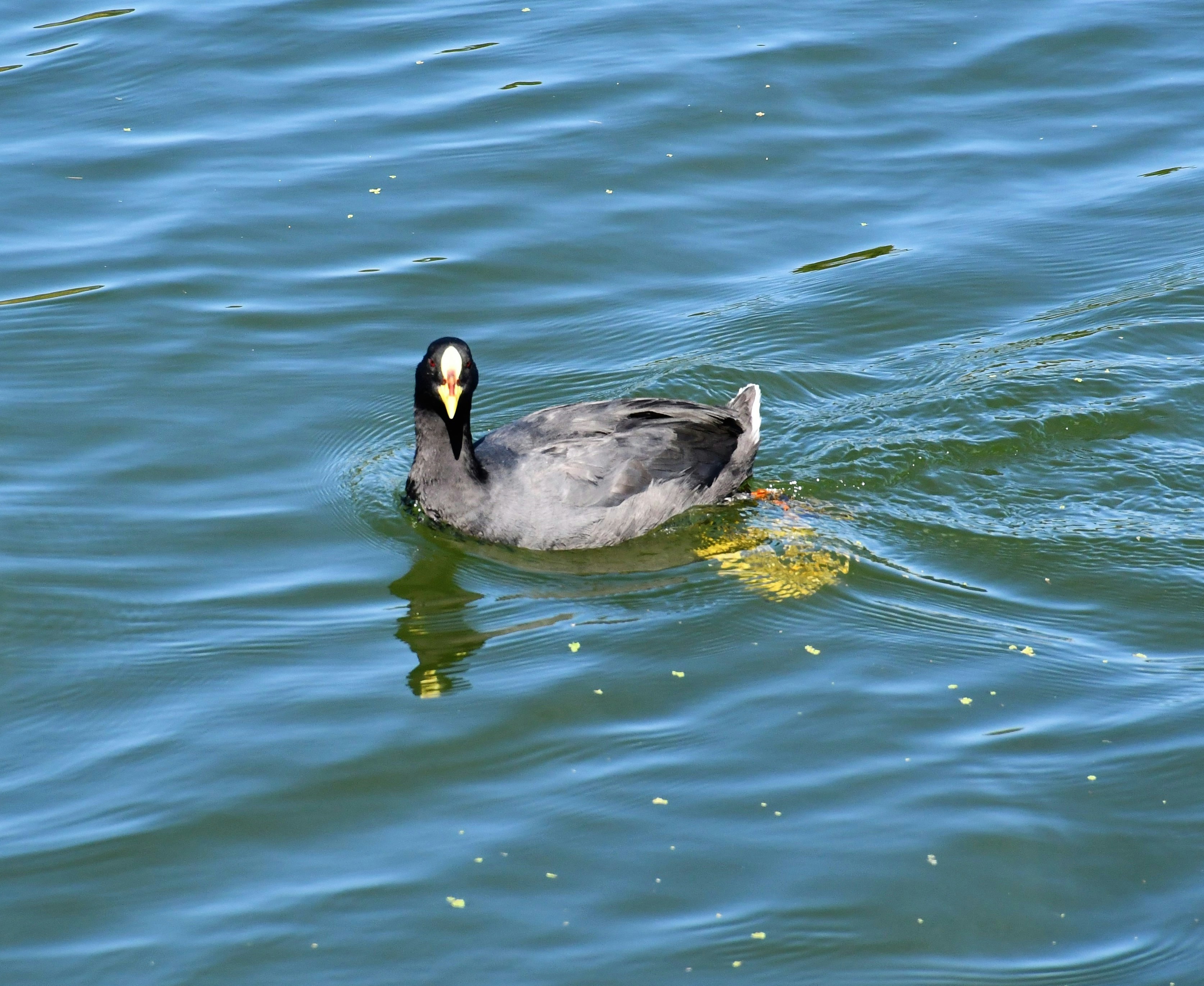 Photo by raponchi404