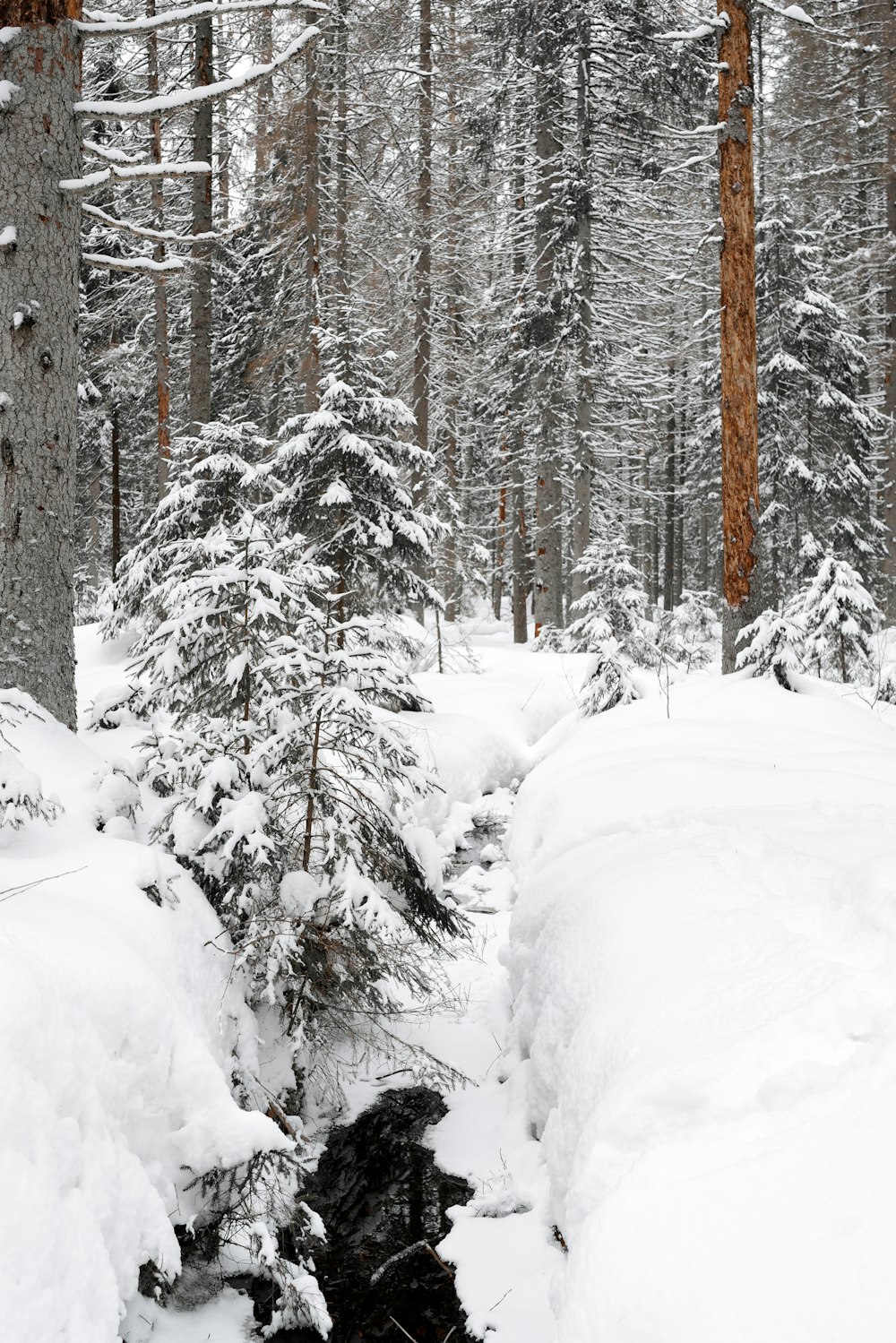 a small stream running through a snow covered forest