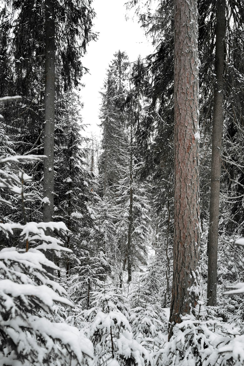 a forest filled with lots of tall trees covered in snow