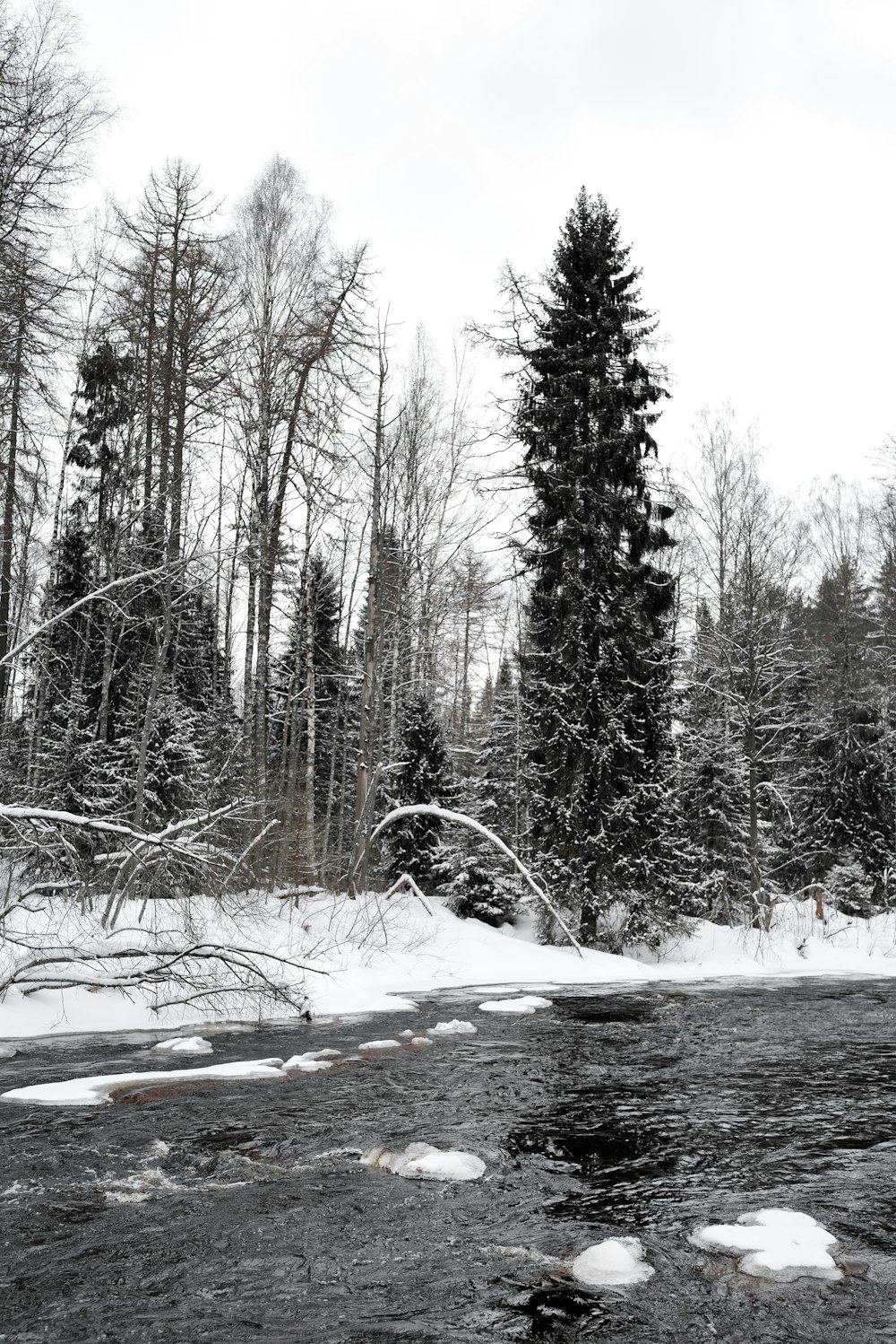 a river running through a forest covered in snow