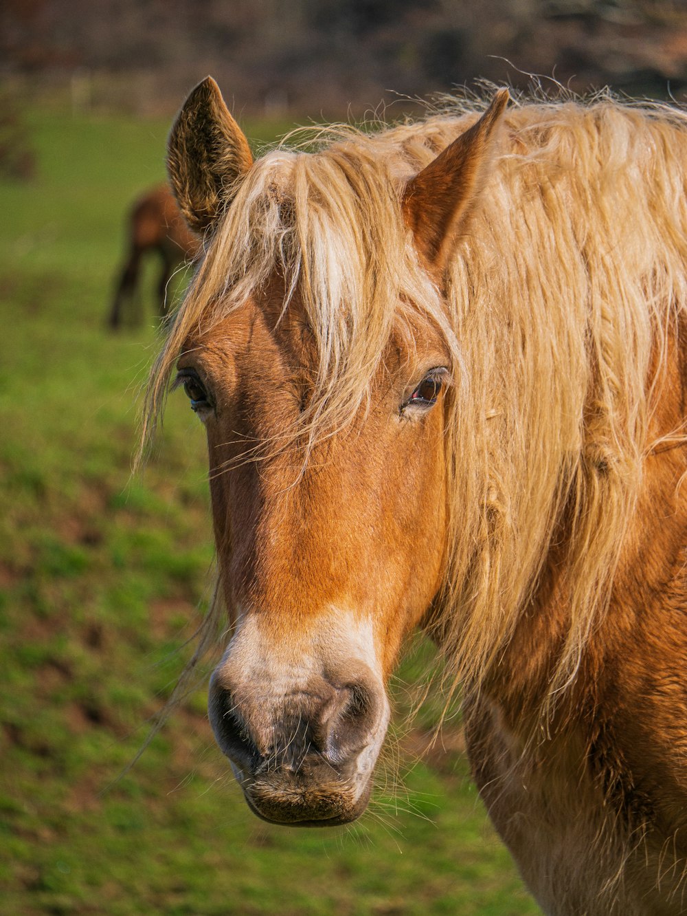 a brown horse standing on top of a lush green field