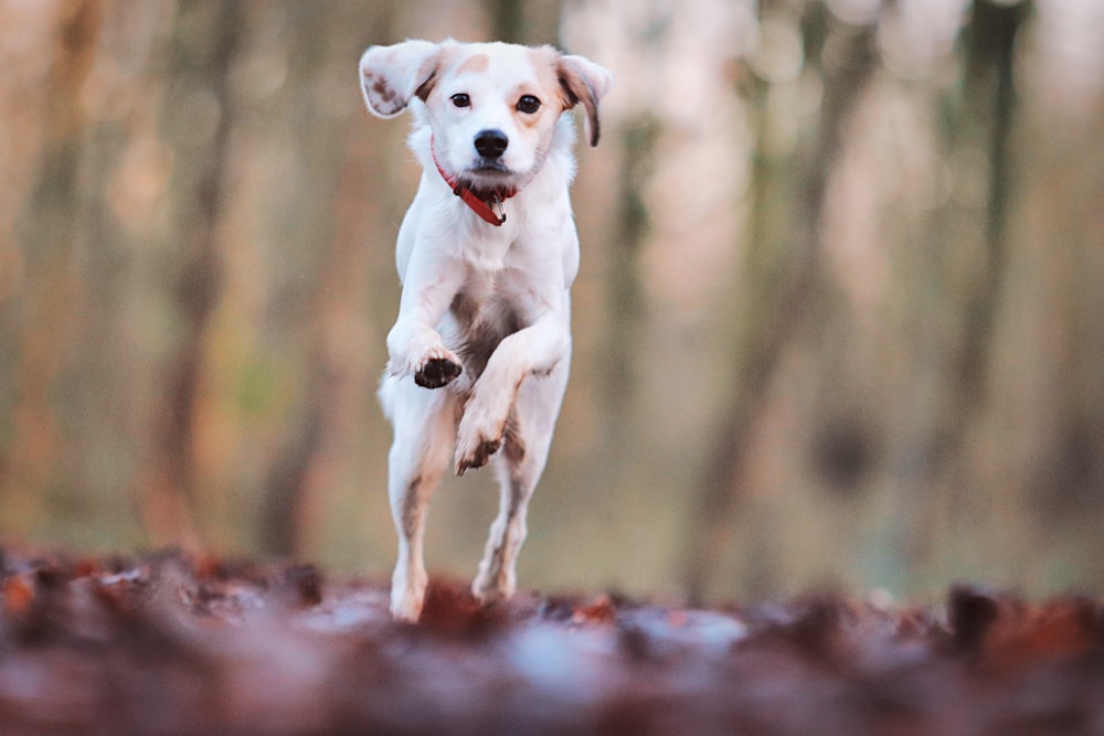 a white dog running through a forest filled with leaves
