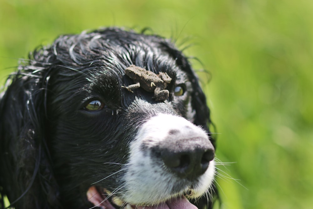 Un perro negro mojado con una rana en la cabeza