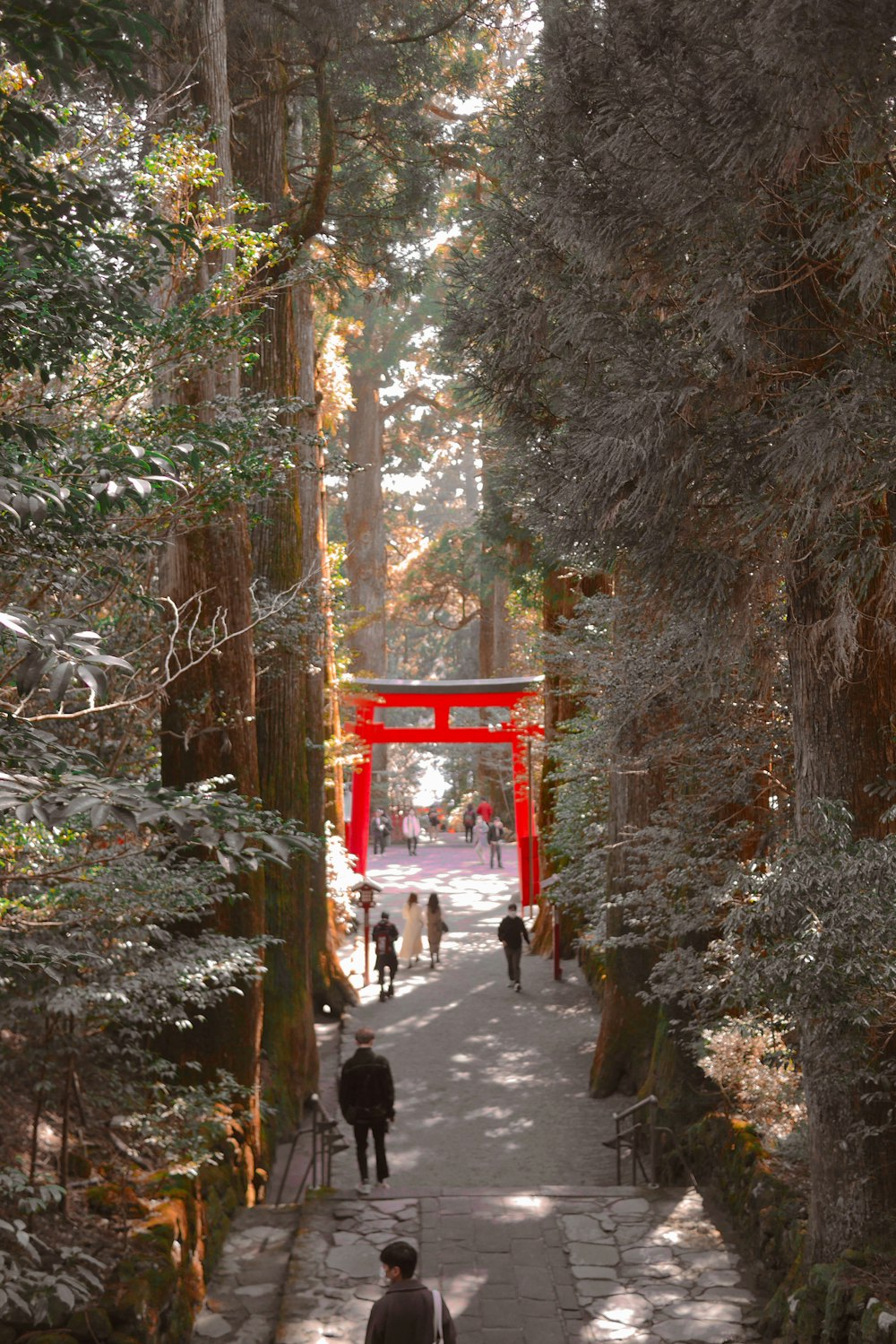 a man walking down a path in a forest