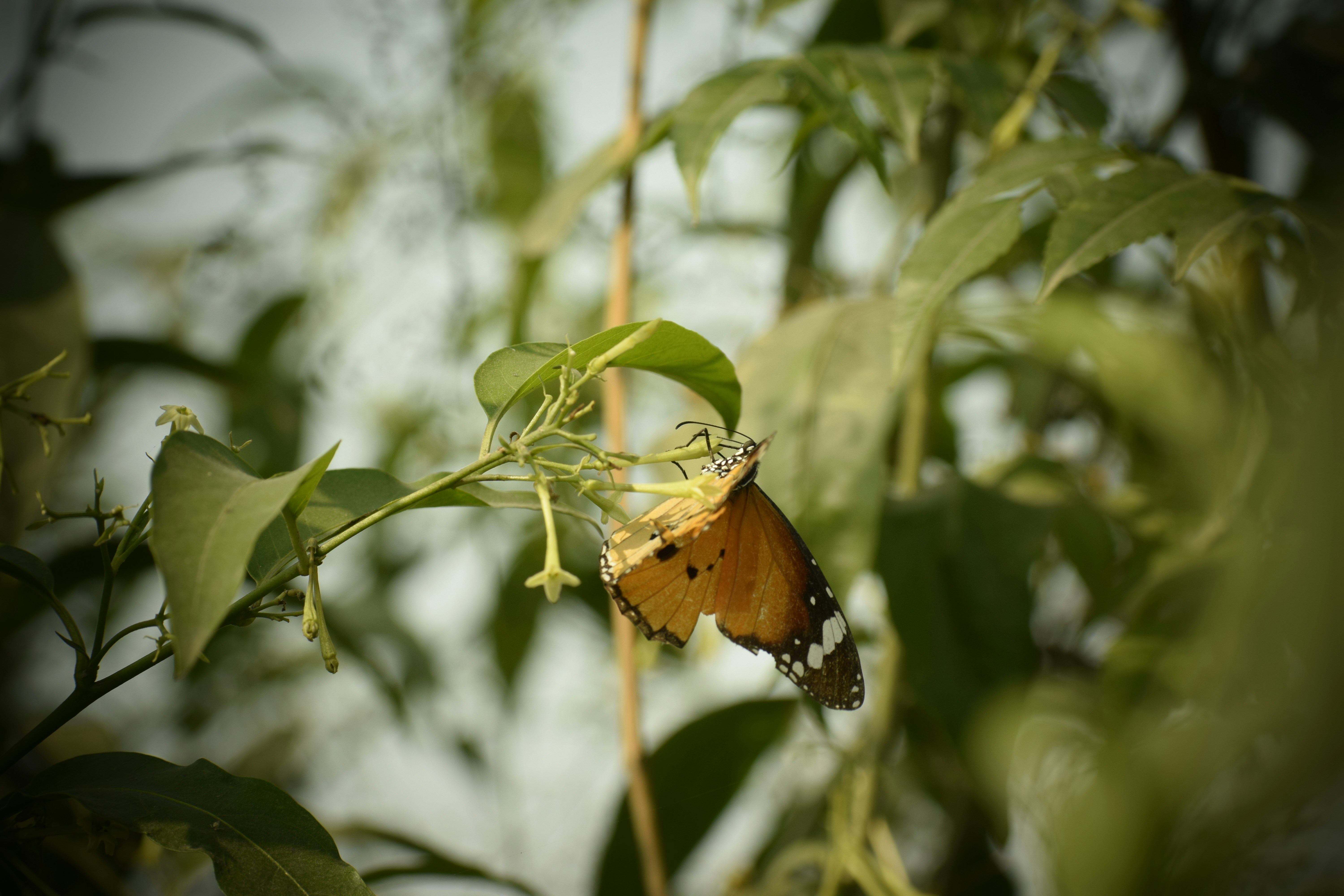 a butterfly that is sitting on a leaf