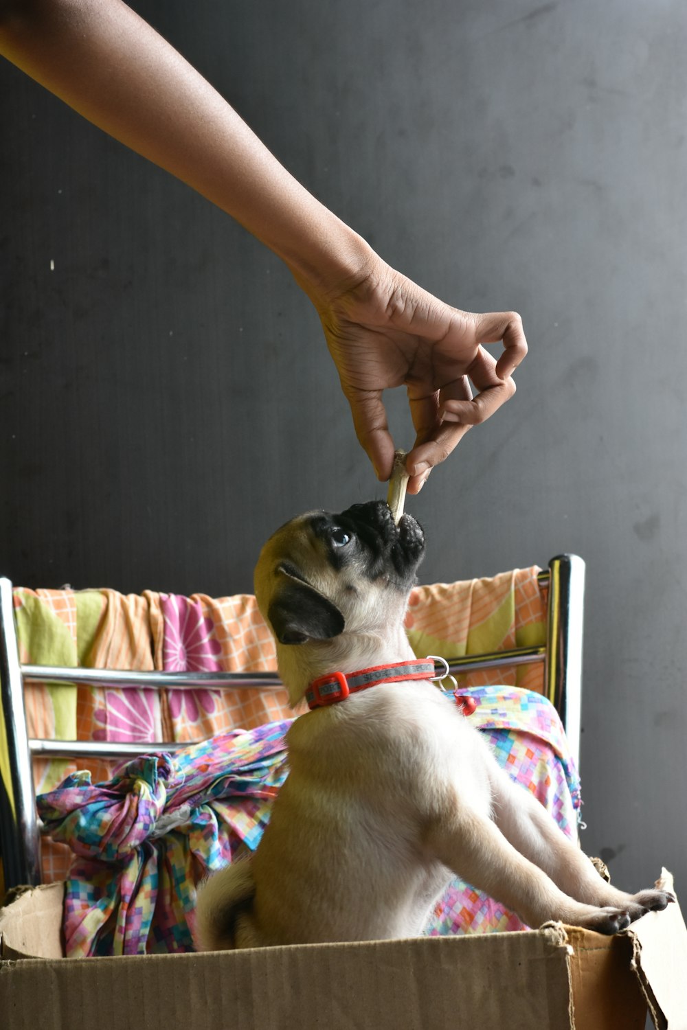 a dog sitting in a box being fed by a person