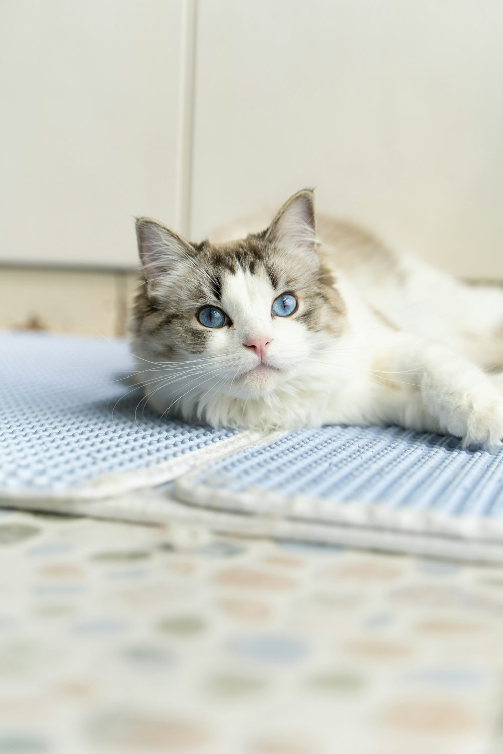 a cat with blue eyes laying on a bed