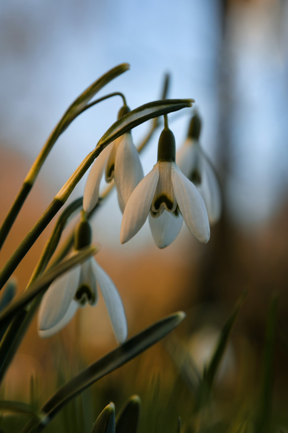 Gros plan d’une fleur avec un arrière-plan flou