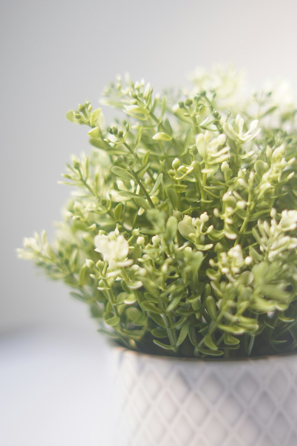 a close up of a plant in a vase