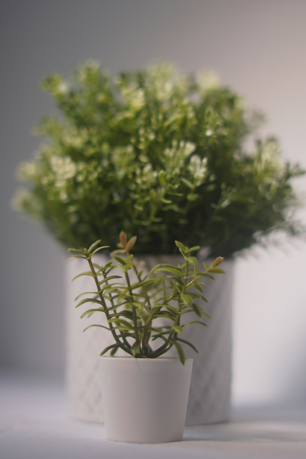 a plant in a white pot on a table