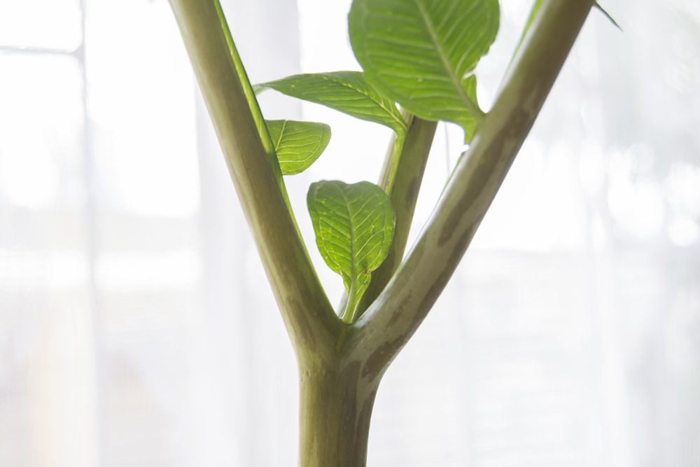 a close up of a plant with green leaves