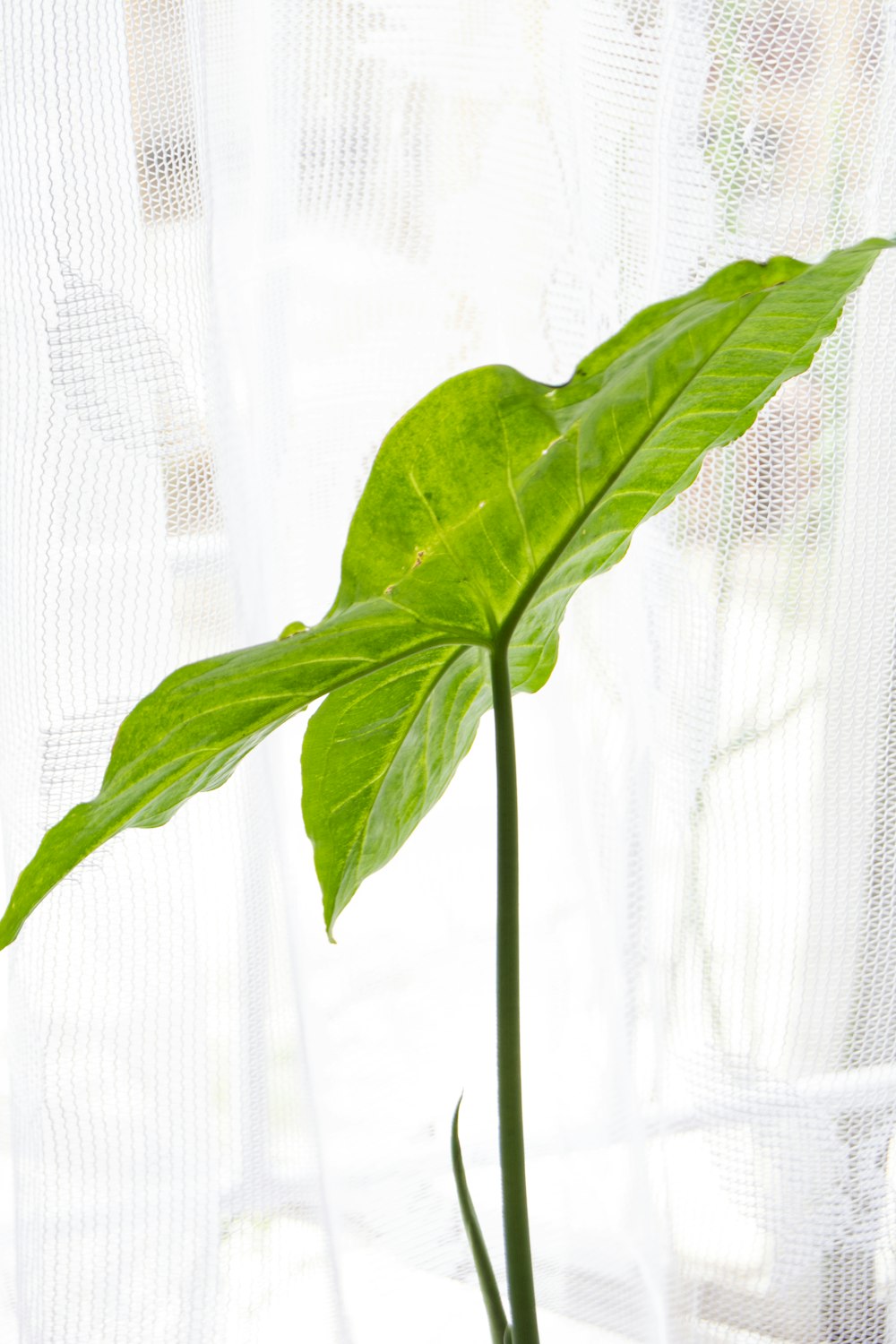 a green plant in a pot on a window sill