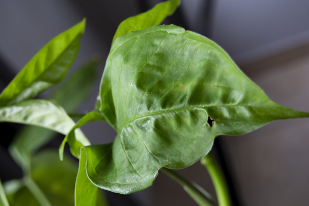 a close up of a green plant with leaves