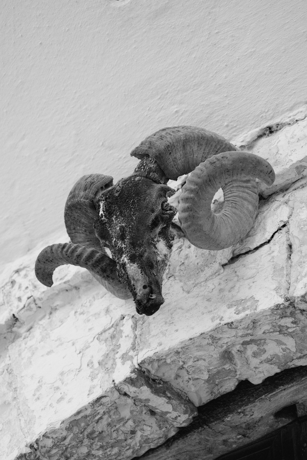 a cat climbing up the side of a building