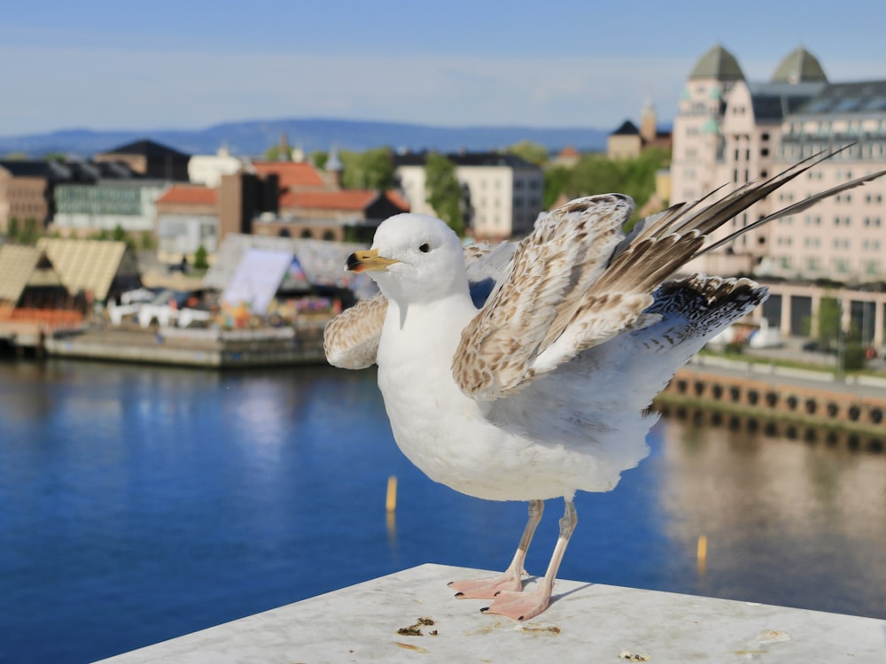 a seagull standing on a ledge near a body of water