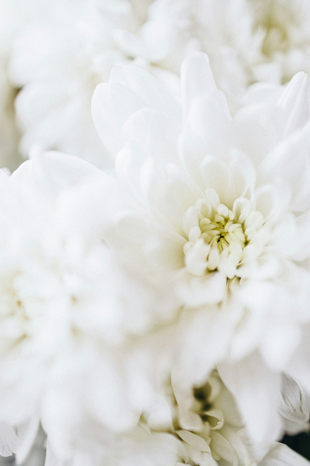 a close up of a bunch of white flowers