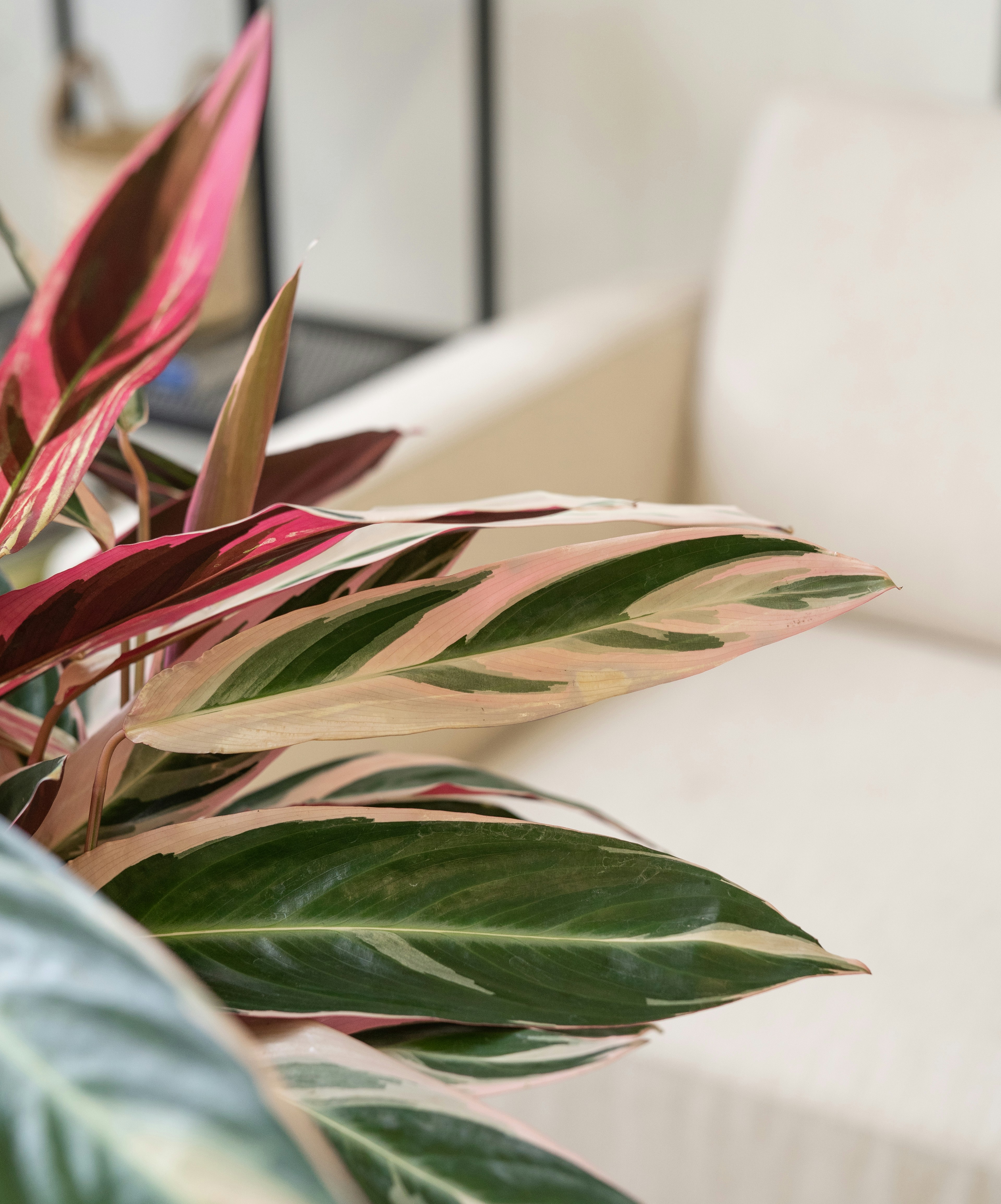 Photo by feeypflanzen