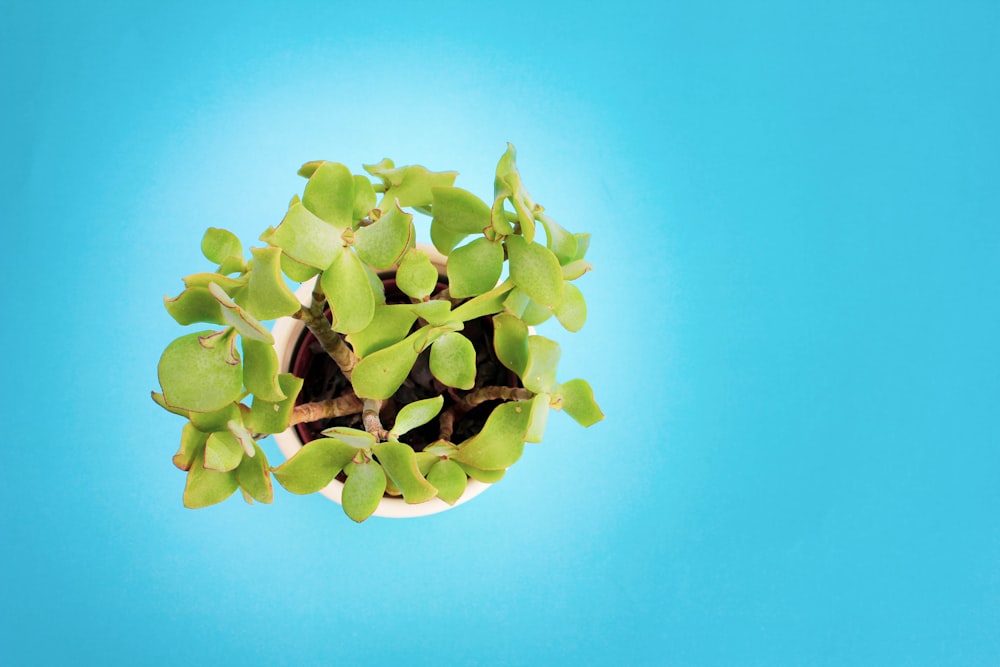 a small plant with green leaves on a blue background