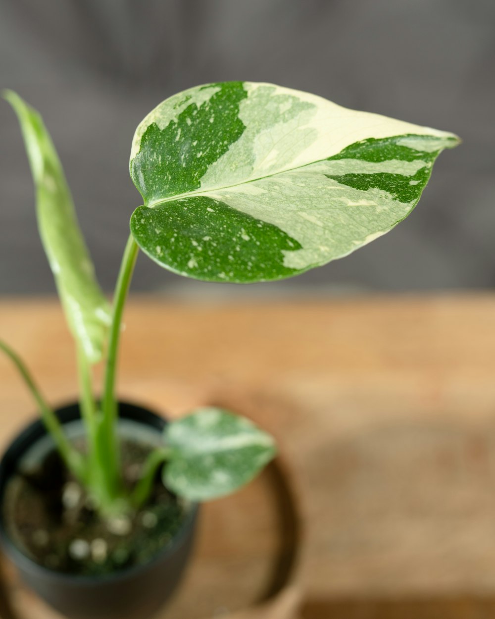 Una planta verde en una pequeña maceta negra