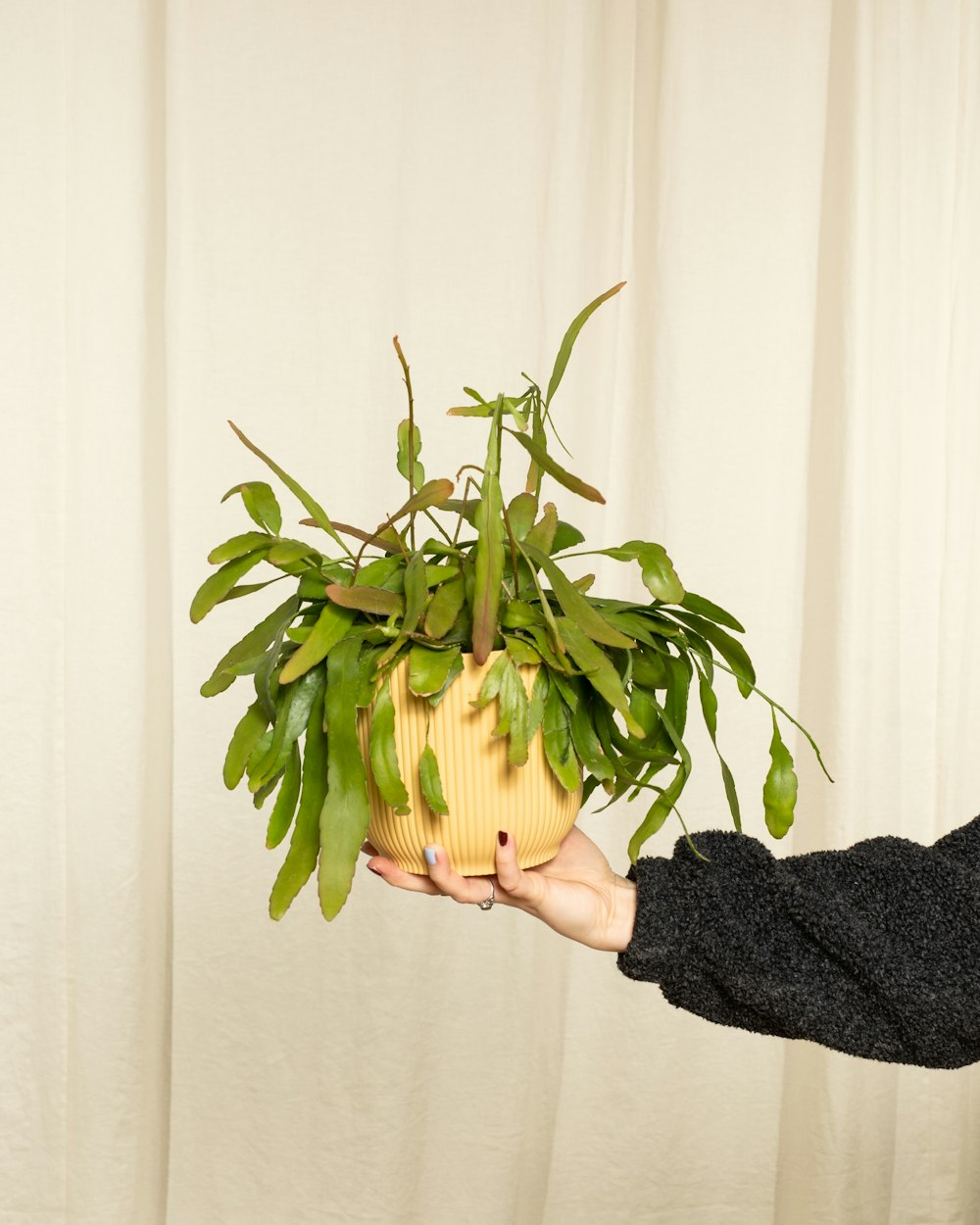 Une femme tenant une plante en pot dans sa main